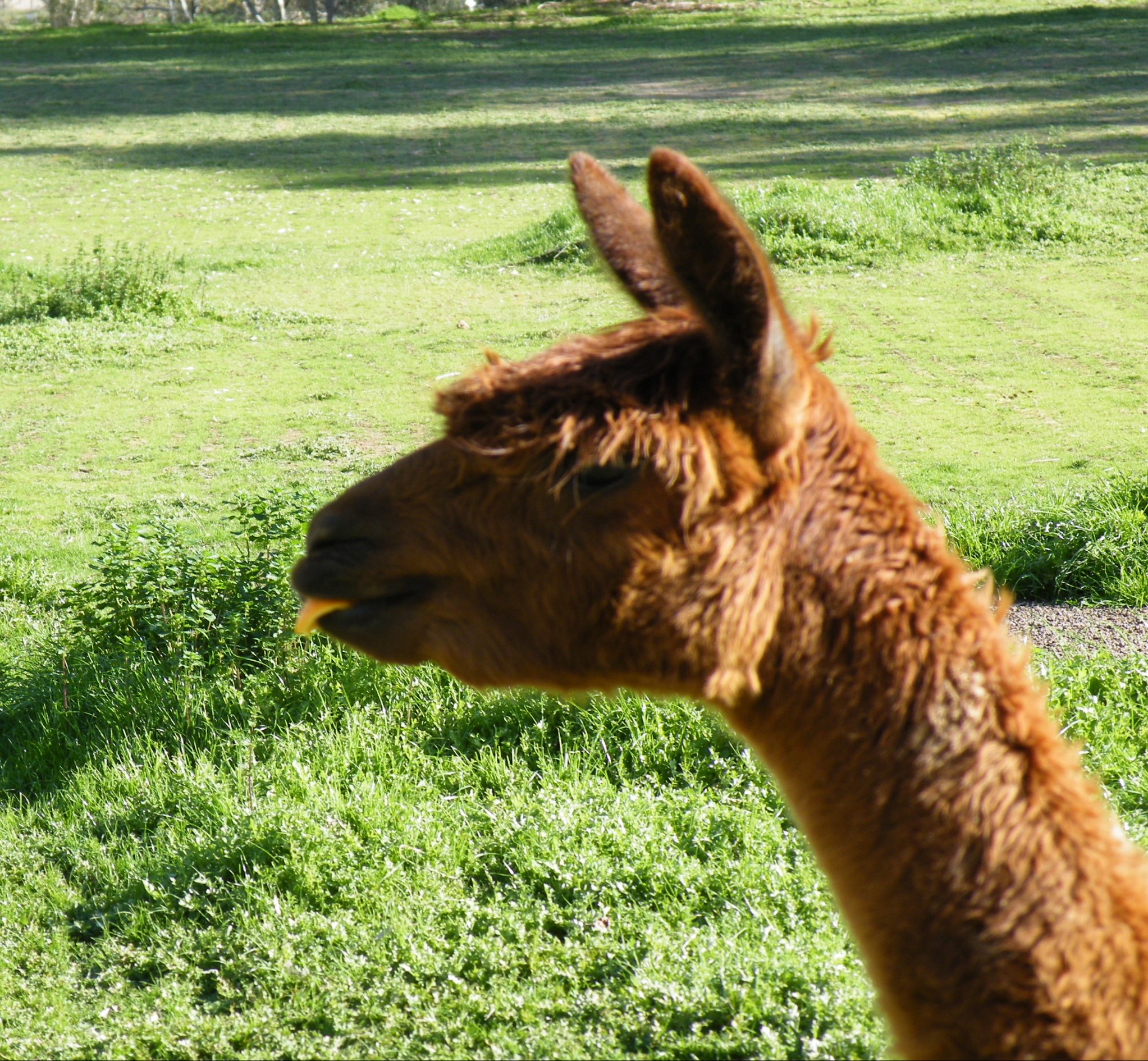 tongue-tie-side-effects-educatingalpacas